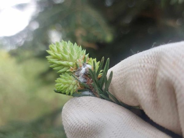 K&ocirc;rovnica smrekovcov&aacute;