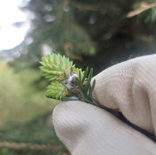 Slávka Chrachalová 