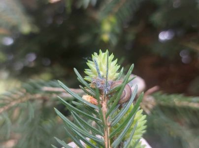 K&ocirc;rovnica smrekovcov&aacute;