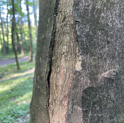  Vladimír Šalgovič