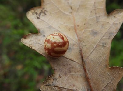 Hrčiarka Cynips longiventris