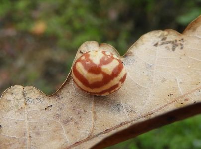 Hrčiarka Cynips longiventris