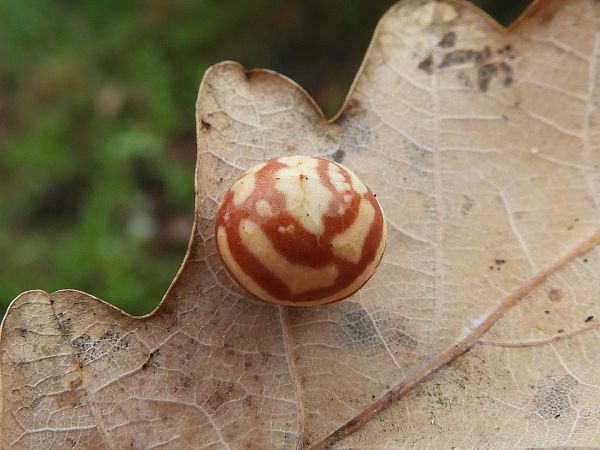 Hrčiarka Cynips longiventris