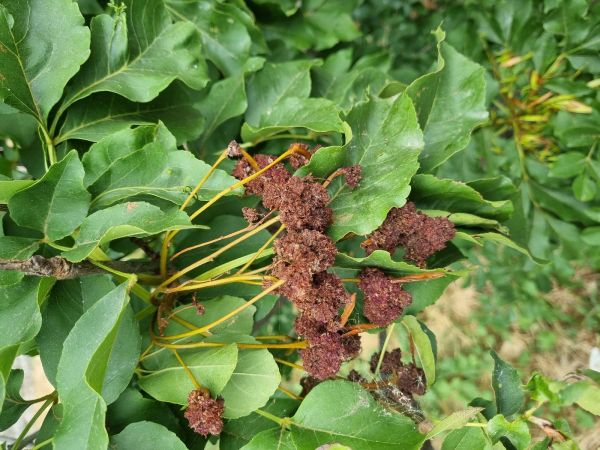 Roztoč Aceria fraxinivora