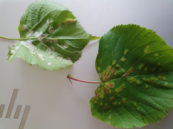 Roztoč Eriophyes leiosoma = exilis