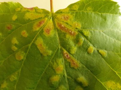 Roztoč Eriophyes leiosoma = exilis