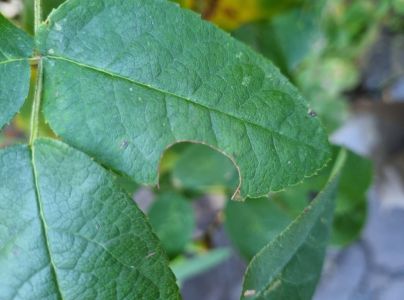 Čal&uacute;nicovit&eacute;