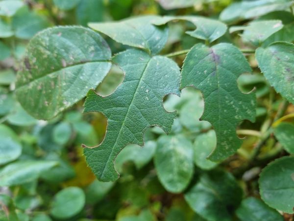 Čal&uacute;nicovit&eacute;