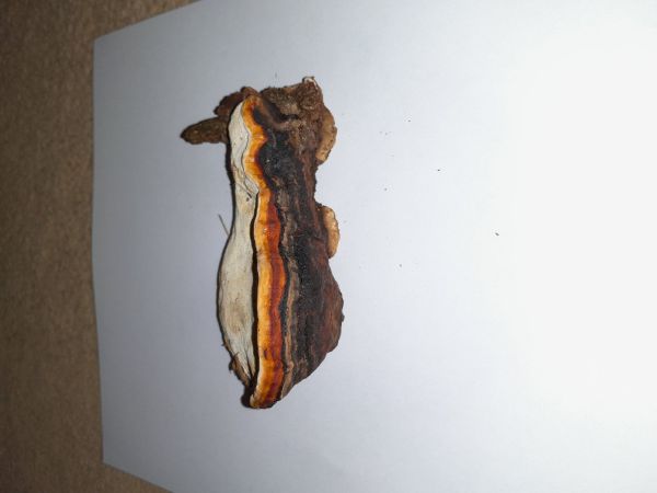 Pr&aacute;chnovček p&aacute;sikav&yacute; 