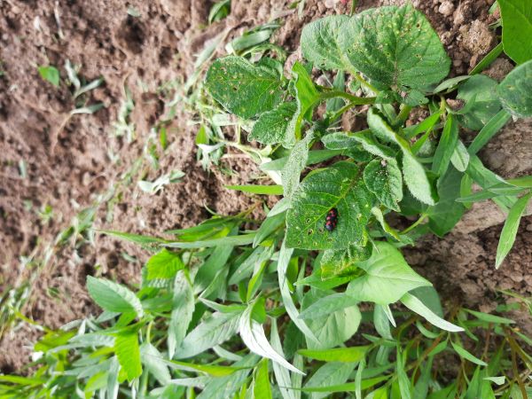 Peniarka n&iacute;žinn&aacute;