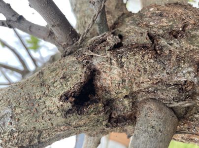 A - nejednoznačne určen&yacute;, nie sme si ist&iacute;