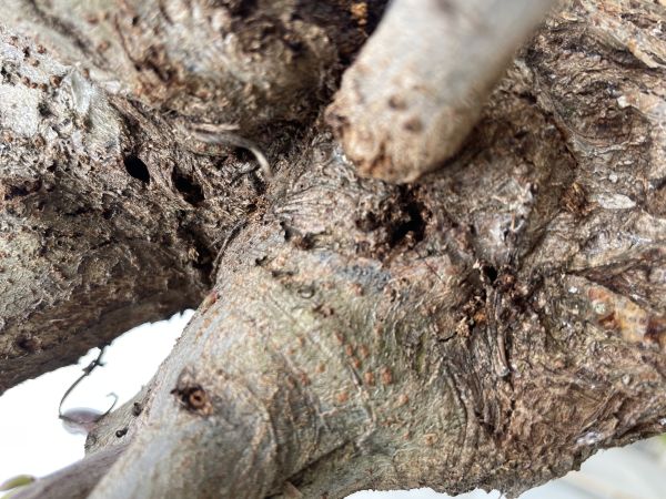 A - nejednoznačne určen&yacute;, nie sme si ist&iacute;