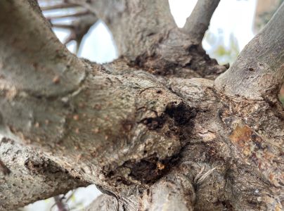 A - nejednoznačne určen&yacute;, nie sme si ist&iacute;