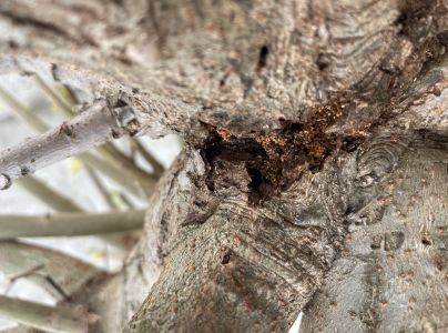 A - nejednoznačne určen&yacute;, nie sme si ist&iacute;