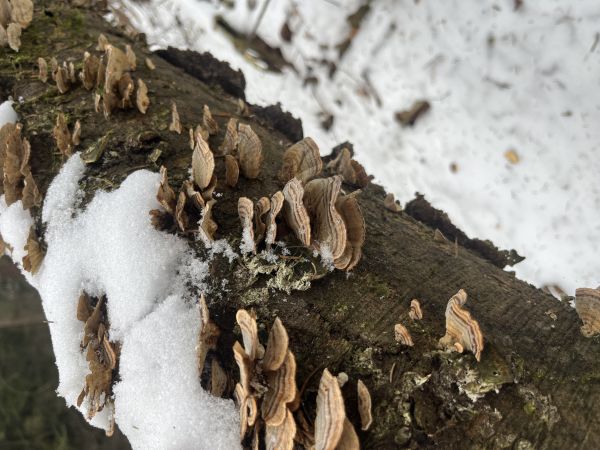 Tr&uacute;dnikovec pestr&yacute;