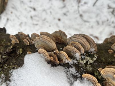 Tr&uacute;dnikovec pestr&yacute;