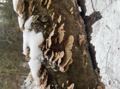 Tr&uacute;dnikovec pestr&yacute;