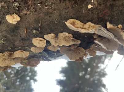 Tr&uacute;dnikovec pestr&yacute;