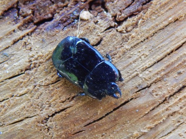 A - nie je v datab&aacute;ze