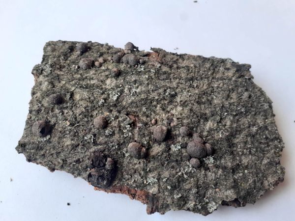 Drevovček bukov&yacute;