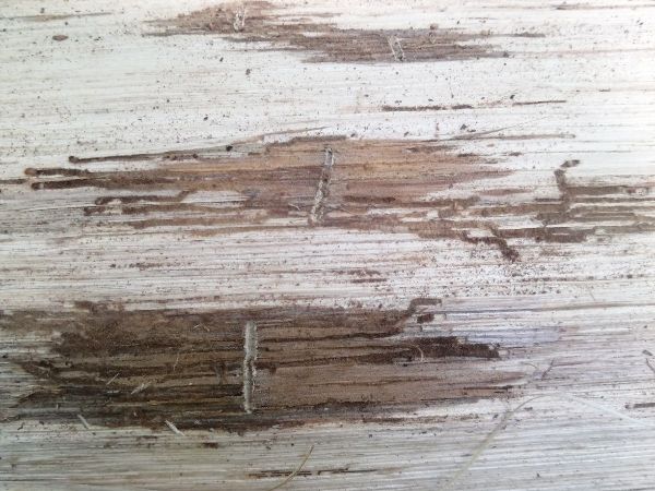 Podk&ocirc;rnik dubov&yacute;