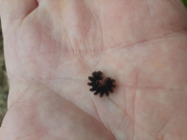 Bieloškvrnáč púpavcový