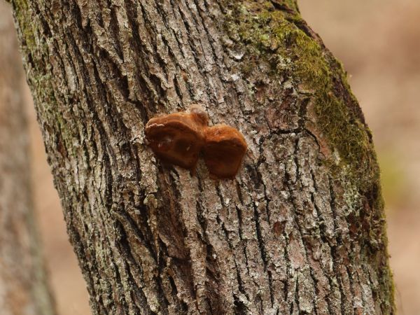 Ohňovec hrboľkat&yacute;