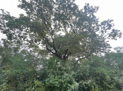 Sietnička dubov&aacute;