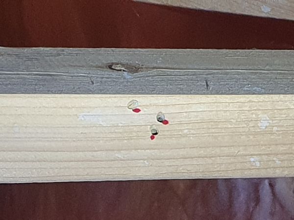 P&iacute;lovka smrekov&aacute;