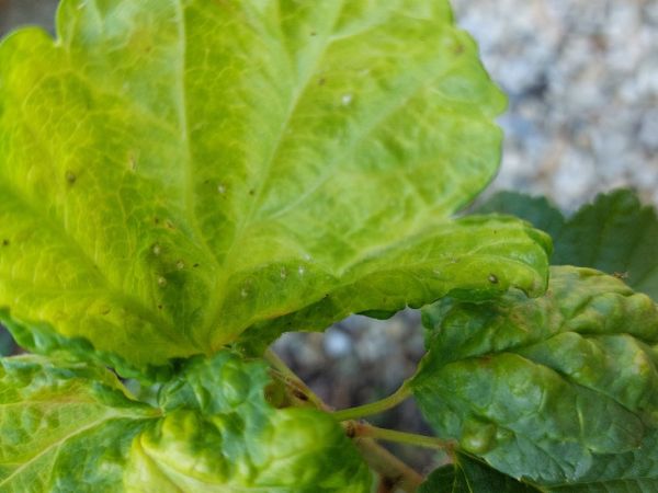 Vo&scaron;ka r&iacute;bezľov&aacute;