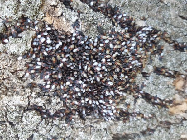 Plo&scaron;tička lipov&aacute;