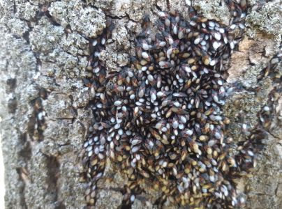 Plo&scaron;tička lipov&aacute;