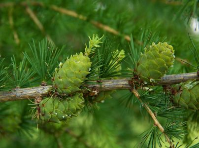 K&ocirc;rovnica zelen&aacute;