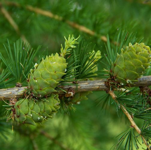 Ing. Ladislav kočik