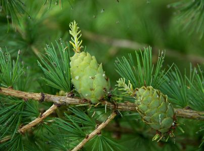 K&ocirc;rovnica zelen&aacute;