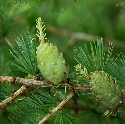 Ing. Ladislav kočik