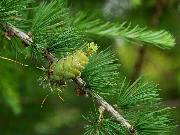 K&ocirc;rovnica zelen&aacute;