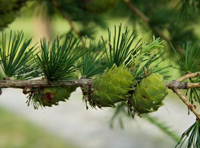 K&ocirc;rovnica zelen&aacute;