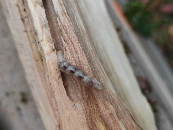 A - nejednoznačne určen&yacute;, nie sme si ist&iacute;