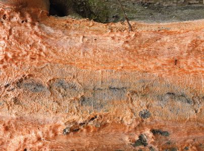 Oranžov&aacute; k&ocirc;ra