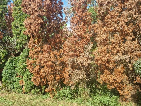 Krasoň borievkov&yacute;