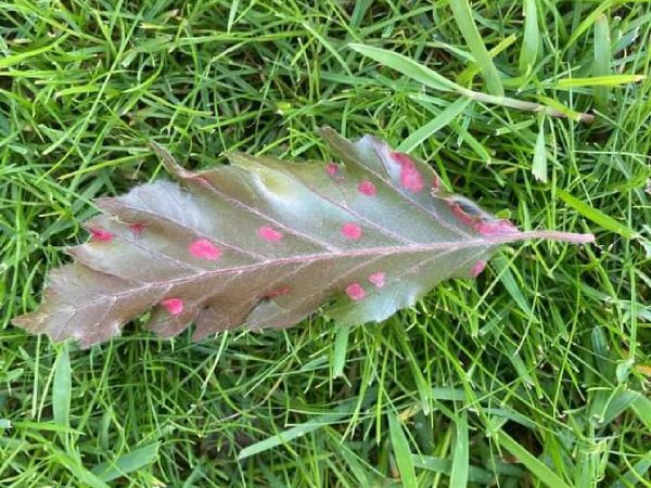 Roztoč Aceria nervisequa faginea