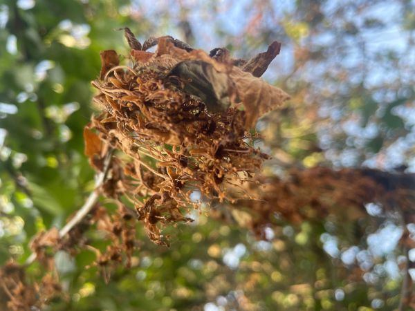 Mon&iacute;liov&aacute; hniloba jadrov&iacute;n