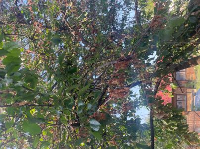 Mon&iacute;liov&aacute; hniloba jadrov&iacute;n