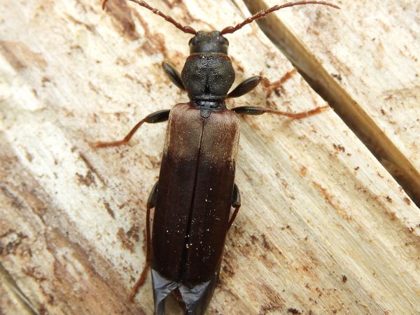 A - nie je v datab&aacute;ze