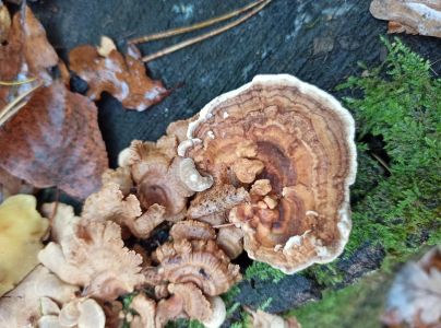 Tr&uacute;dnikovec pestr&yacute;