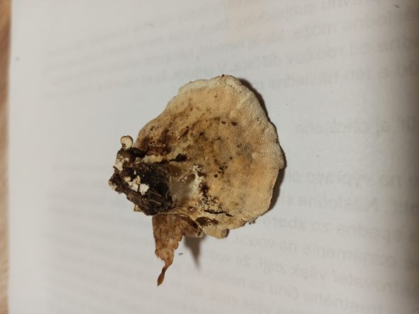 Tr&uacute;dnikovec pestr&yacute;