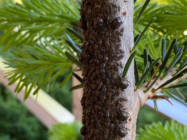 Medovnica Cinara curvipes