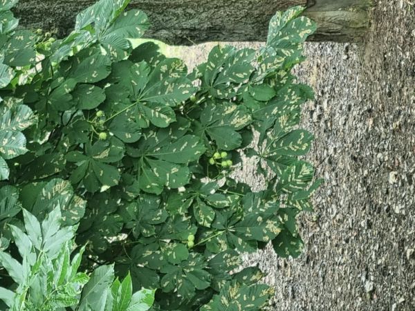 Plosk&aacute;čik paga&scaron;tanov&yacute;