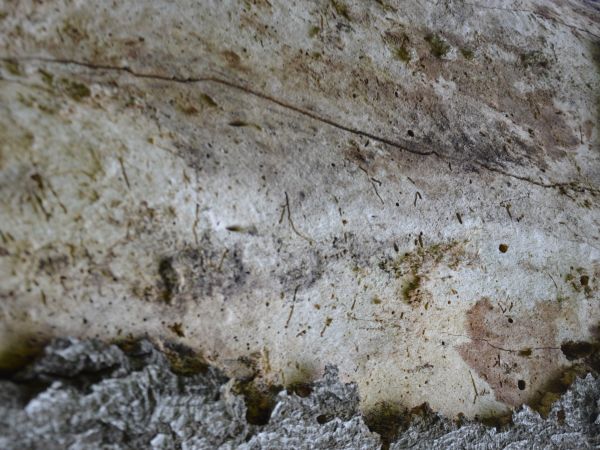 A - nejednoznačne určen&yacute;, nie sme si ist&iacute;